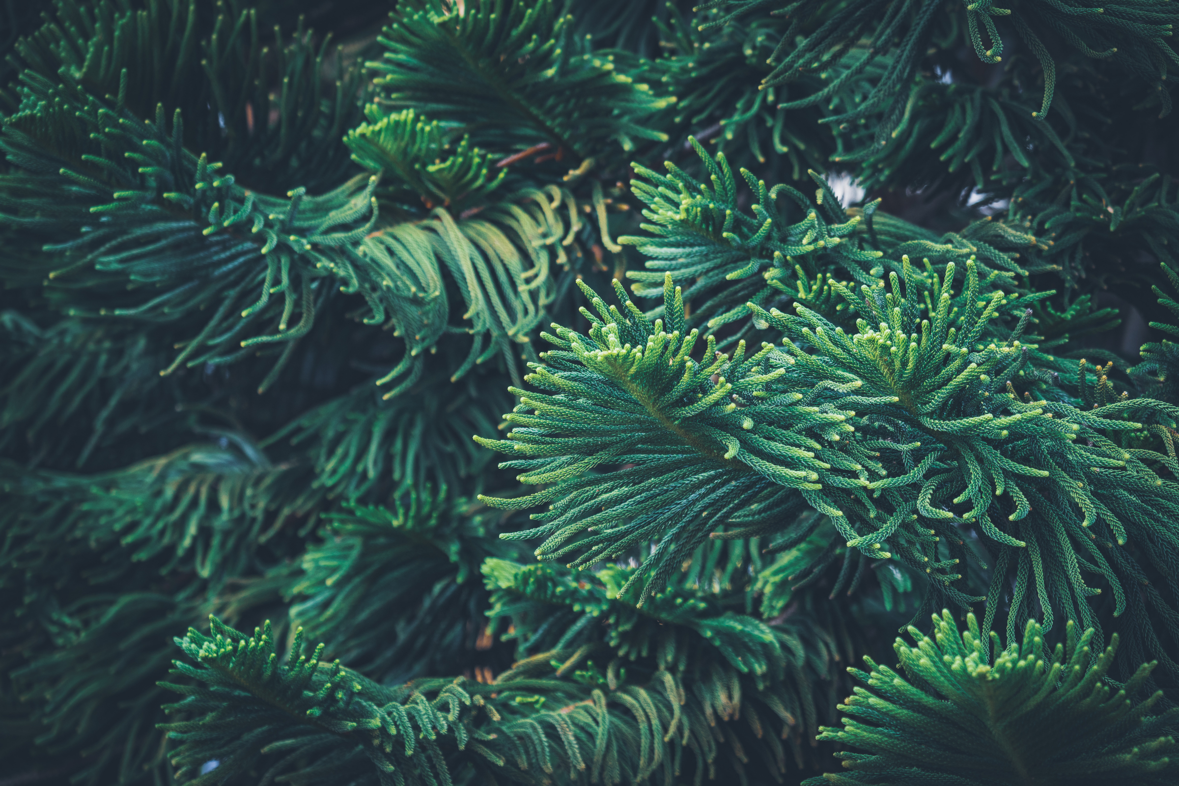 cascade, norfolk island (2).webp